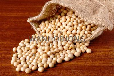加拿大黃豆 CANADIAN SOYBEAN 